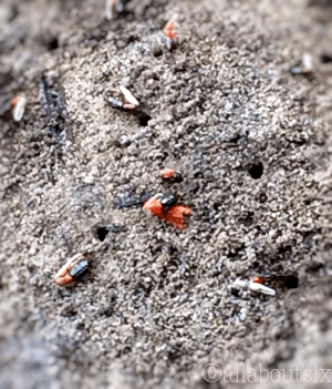 MMD stands deep in a Mangrove Swamp, complete with thousands of tiny mangrove crabs snugly dug into slimy mud-filled catchments...